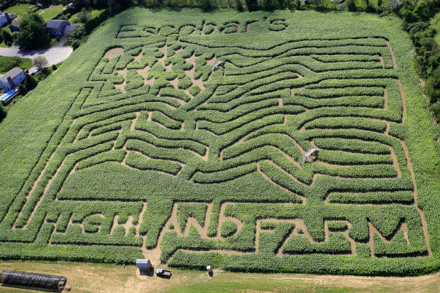 Corn mazes